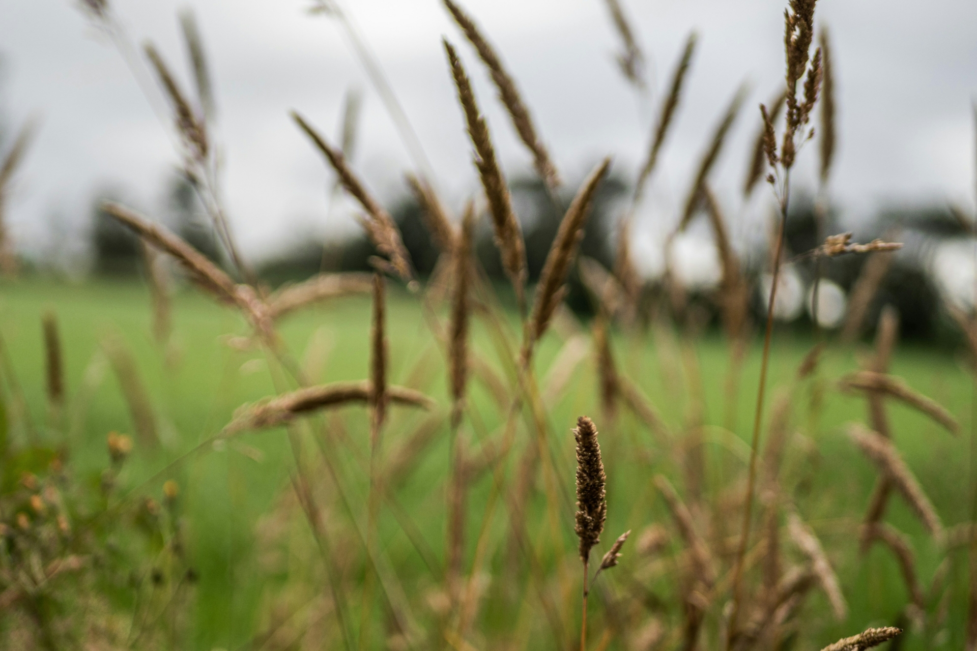 Status på verdens plantegenetiske ressurser for mat og landbruk