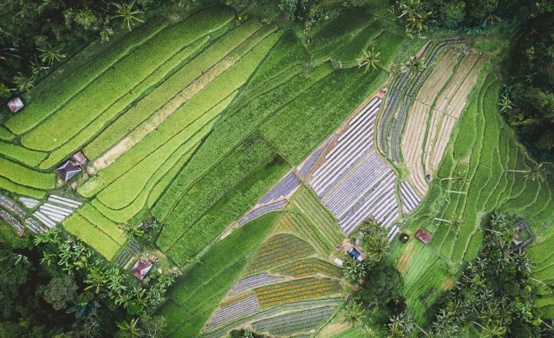 Ny rapport: Bærekraftige matsystemer i klimaendringenes tid