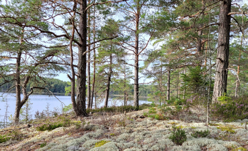 Forventninger til stortingsmelding om natur