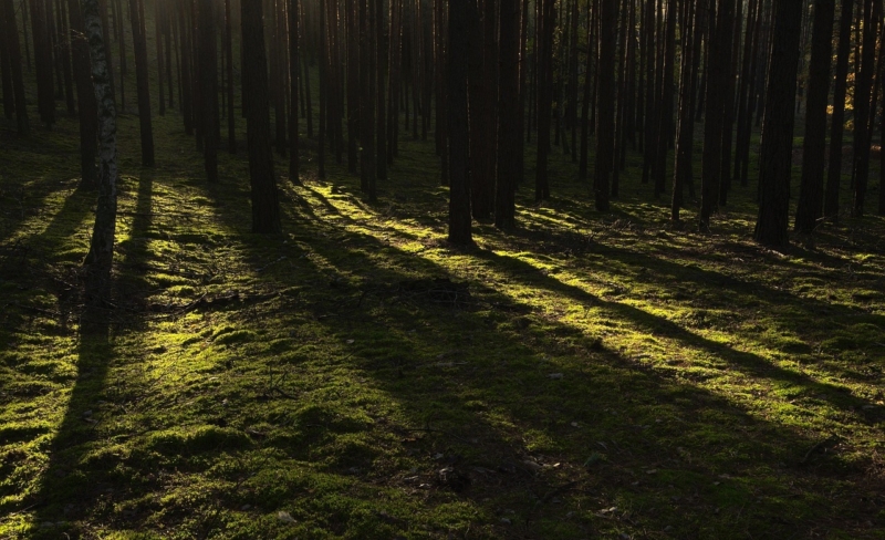 FNs naturpanel: Næringslivet må endre kurs