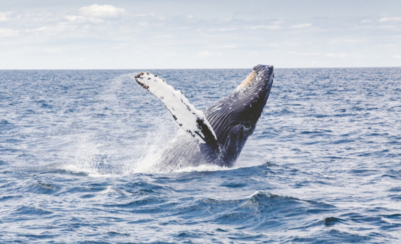 WWFs Living Planet Report 2016 (Last ned)
